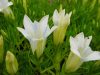 Show product details for Gentiana Ettrick